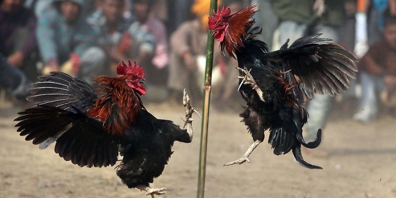 Giới Thiệu Về Mạng Gà Đá