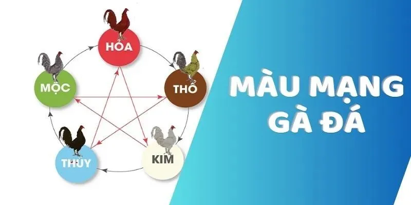 Tiêu Chí Chọn Mẫu Mạng Gà Đá Chất Lượng