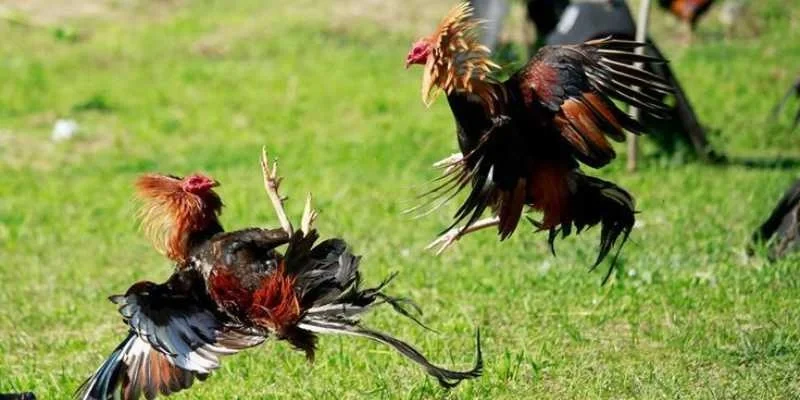 Cách Lựa Chọn Mẫu Mạng Gà Đá Phù Hợp