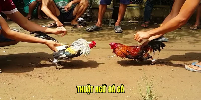 Giải thích các thuật ngữ phổ biến về gà chiến